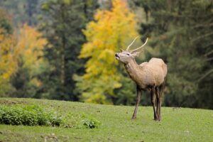 fototrappolaggio naturalistico