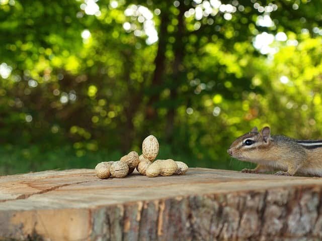 fototrappolaggio naturalistico