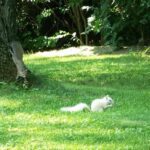 Fototrappole e scienza partecipata: fototrappole professionali ceyomur