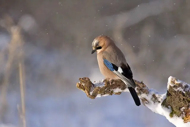 foto naturalistiche - parliamo?