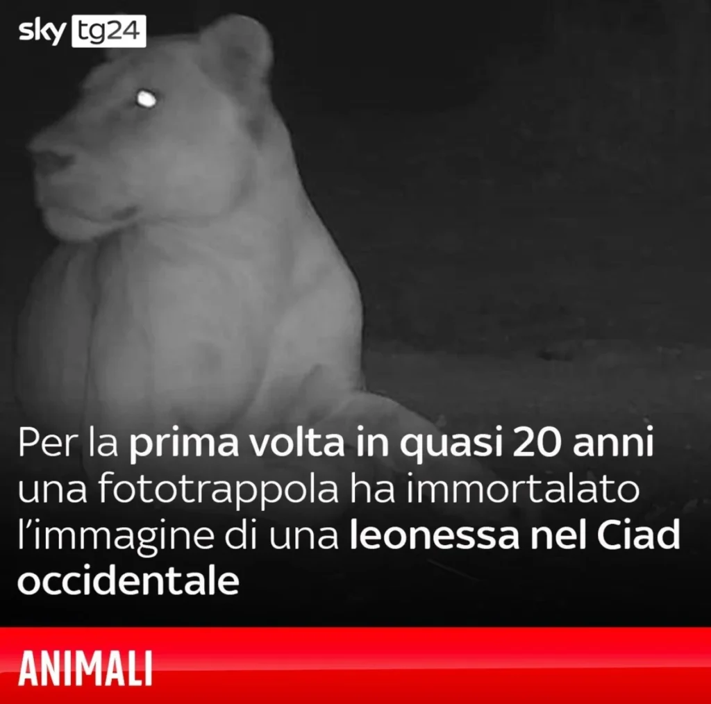 leonessa nel Ciad