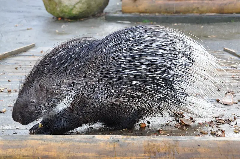 l'Hystrix cristata