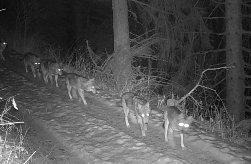 Lupi in Lombardia camminano in fila per la strada