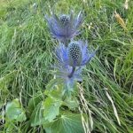 Il cardo blu del Gran Sasso
