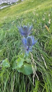 Il cardo blu del Gran Sasso