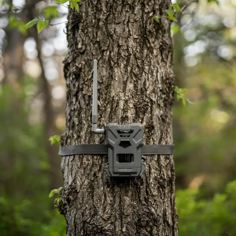 Nuove fototrappole AI riconoscono volti, distinguono gli animali dagli esseri umani